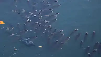 Ceyhan Nehri'nde Balıklar Ölü Bulundu